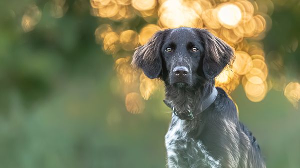 deintierfoto.com - Christian Roppenecker Fotografi …