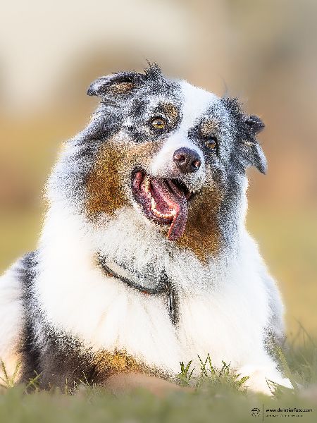 deintierfoto.com - Christian Roppenecker Fotografi …