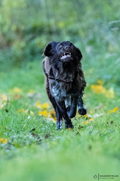 deintierfoto.com - Christian Roppenecker Fotografi …