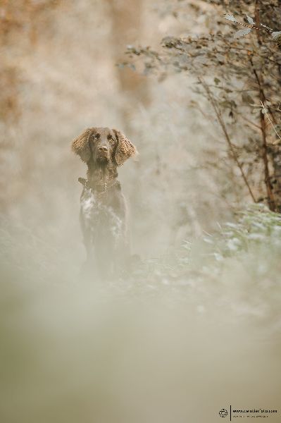 deintierfoto.com - Christian Roppenecker Fotografi …