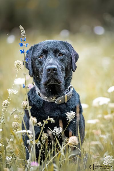 deintierfoto.com - Christian Roppenecker Fotografi …