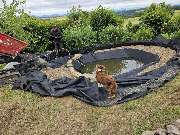 Der Dienstleistungs - Wolf - WhatsApp Bild 2025-01-20 um 07.05.13_90f8b764.jpg