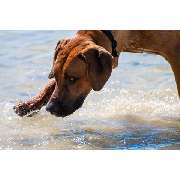 Der Hunde Coach Lothar Schneider - GALLERY
