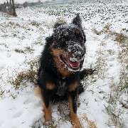 Der Hunde Coach Lothar Schneider - GALLERY
