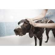 Der Hunde Coach Lothar Schneider - GALLERY