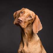 Der Hunde Coach Lothar Schneider - GALLERY