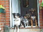 Der Hundegarten - Die Hundegarten - 