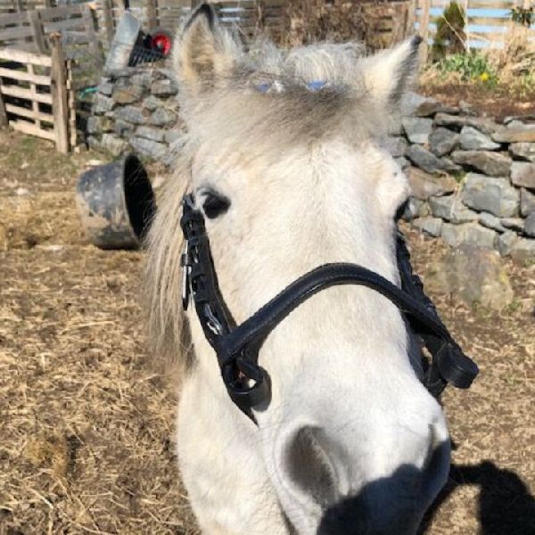 Der kleine Pferdeladen - GALLERY