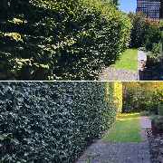 Dettke Garten- und Landschaftspflege - 3DCABFAB-20F2-4633-8006-9AF0E76795CD.JPG