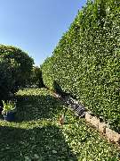 Deveci Objektbetreuung - IMG_0263.JPEG