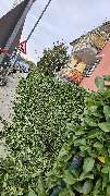 DG Baum & Gartenpflege - GALLERY