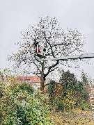 DIE BAU(M)TEUFEL Garten- und Landschaftsbau Jörg Schielke - Daniel Kronenkürzung