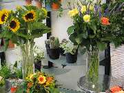 Die BlumenWahl - GALLERY