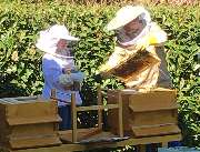 Die-Honigbiene.de - 1