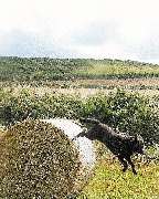 Die Schule der Labradorfreunde - GALLERY