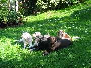 Die Schule der Labradorfreunde - GALLERY