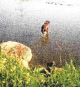 Die Schule der Labradorfreunde - GALLERY