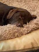 Die Schule der Labradorfreunde - GALLERY