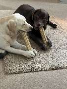 Die Schule der Labradorfreunde - GALLERY