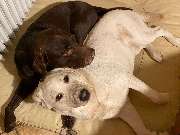 Die Schule der Labradorfreunde - GALLERY