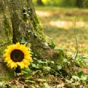 Friedwald