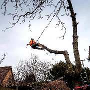 Dietrichs Baumdienst - enhanced_64212.jpeg