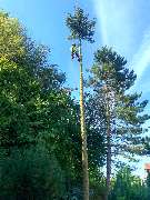 Dietrichs Baumdienst - enhanced_66665.jpeg