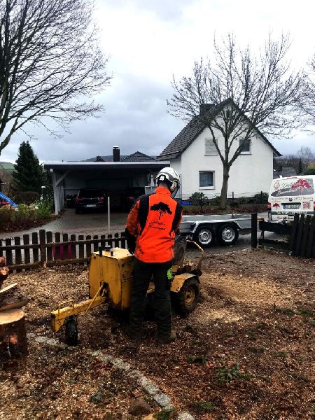 Dietrichs Baumdienst - enhanced_754.jpeg