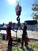 Dietrichs Baumdienst - enhanced_IMG_1243.JPEG