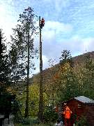 Dietrichs Baumdienst - enhanced_IMG_5044.jpeg