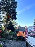 Dietrichs Baumdienst - enhanced_IMG_8793.jpeg