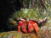 DIVE SECTOR - GALLERY