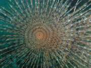 DIVE SECTOR - GALLERY