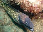 DIVE SECTOR - GALLERY
