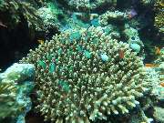 Dive X Egypt - GALLERY