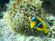 Dive X Egypt - GALLERY