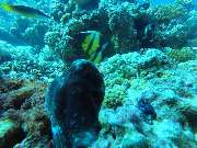 Dive X Egypt - GALLERY