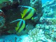 Dive X Egypt - GALLERY