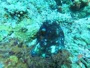 Dive X Egypt - GALLERY