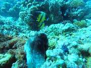 Dive X Egypt - GALLERY