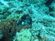 Dive X Egypt - GALLERY