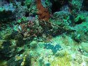 Dive X Egypt - GALLERY