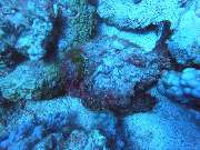 Dive X Egypt - GALLERY