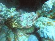 Dive X Egypt - GALLERY