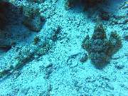 Dive X Egypt - GALLERY