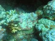 Dive X Egypt - GALLERY