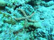 Dive X Egypt - GALLERY