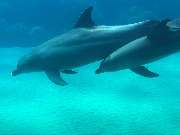 Dive X Egypt - GALLERY