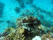 Dive X Egypt - GALLERY