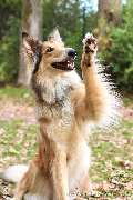 Dog College Franken - GALLERY